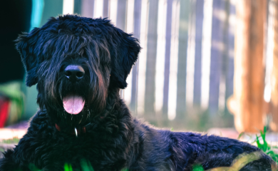 Bouvier des flandres